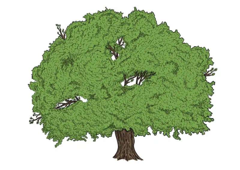 Crafting-Trees_-From-Roots-to-Leaves How To Draw A Tree: Tutorials To Learn From