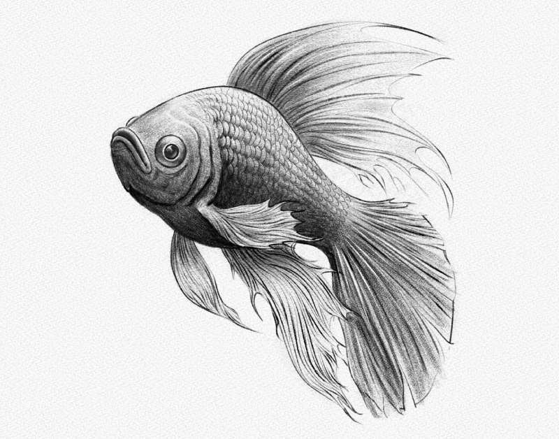 Draw-Fish-Like-a-Pro_-Your-Playbook How To Draw A Fish: Tutorials To Learn From