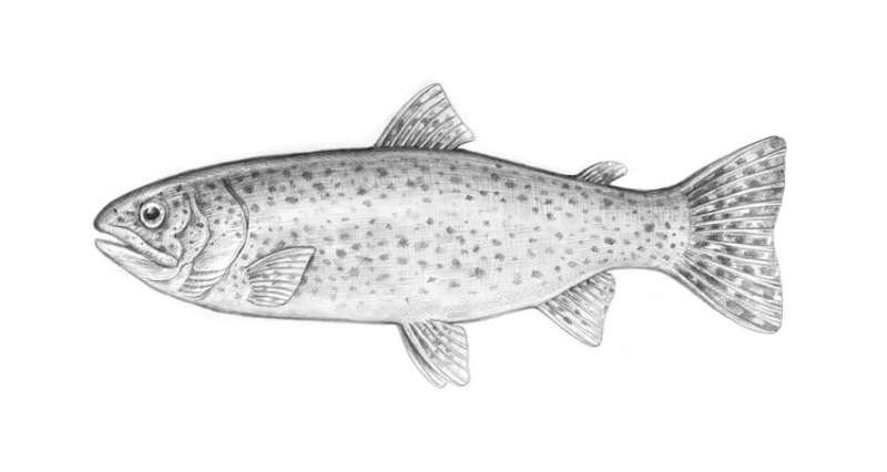 Drawing-a-Fish_-Dive-Right-In How To Draw A Fish: Tutorials To Learn From