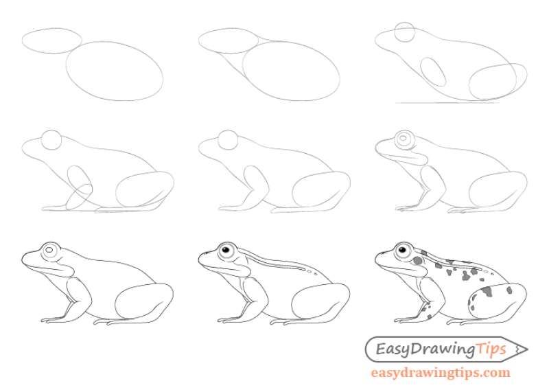 Drawing-a-Frog_-Side-Profile-Magic How To Draw A Frog: Tutorials To Learn From