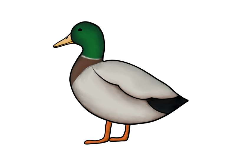 Duck-Doodles_-Swift-Stylish How To Draw A Duck: Tutorials To Learn From