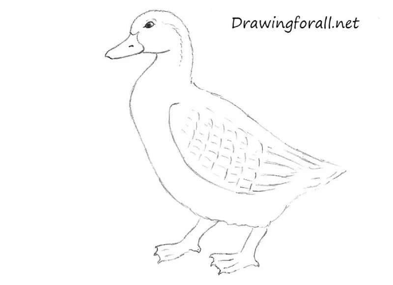 Duck-Drafting_-Newbies-Welcome How To Draw A Duck: Tutorials To Learn From