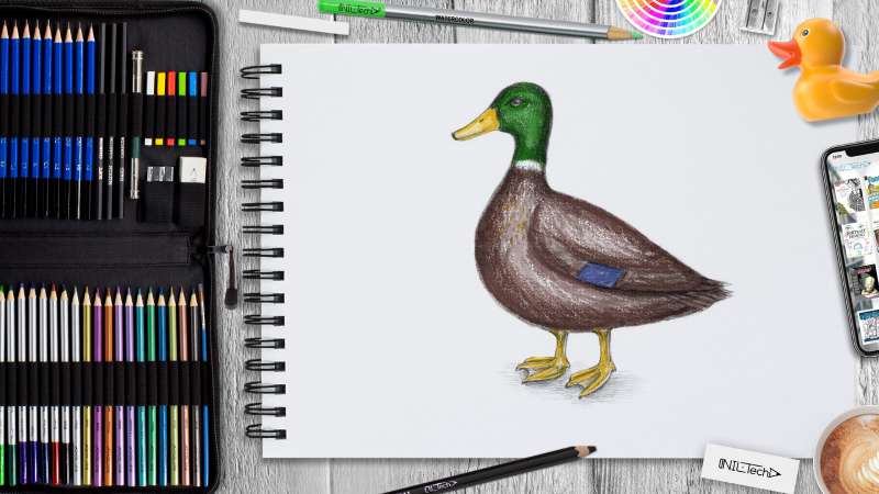 Duck-Sketching_-From-Zero-to-Quack-tastic How To Draw A Duck: Tutorials To Learn From