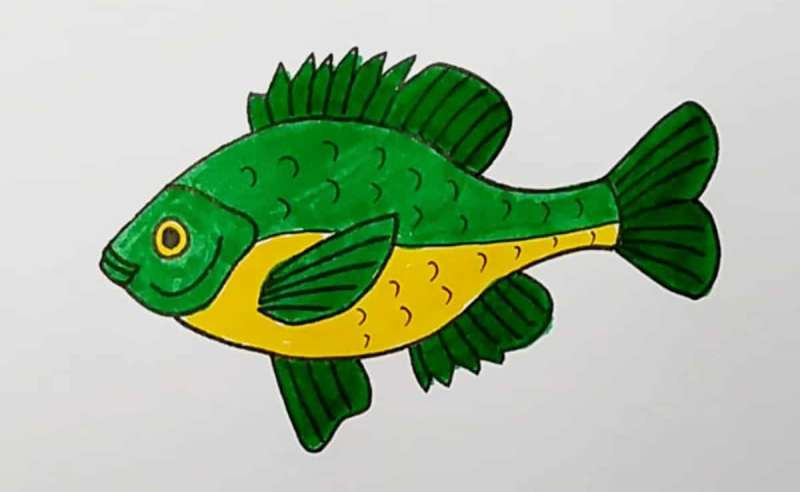 Fishy-Doodles-Made-Easy How To Draw A Fish: Tutorials To Learn From