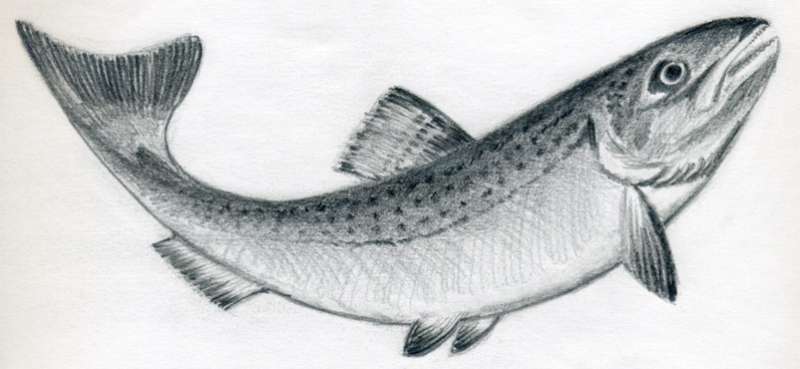 Fishy-Feels_-From-Thought-to-Art How To Draw A Fish: Tutorials To Learn From