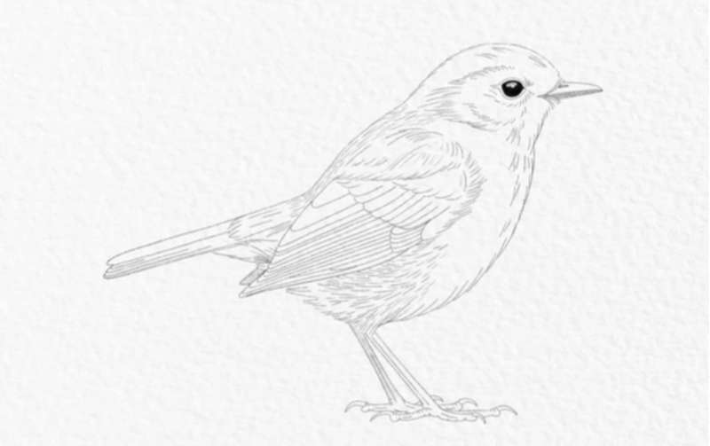 Garden-Birds_-Draw-em-Cute How To Draw A Bird: Tutorials To Learn From