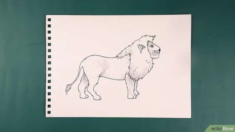 Lion-Sketching_-Basic-to-Boss How To Draw A Lion: Tutorials To Learn From