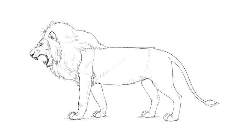 Master-the-Lion-Side-Profile How To Draw A Lion: Tutorials To Learn From