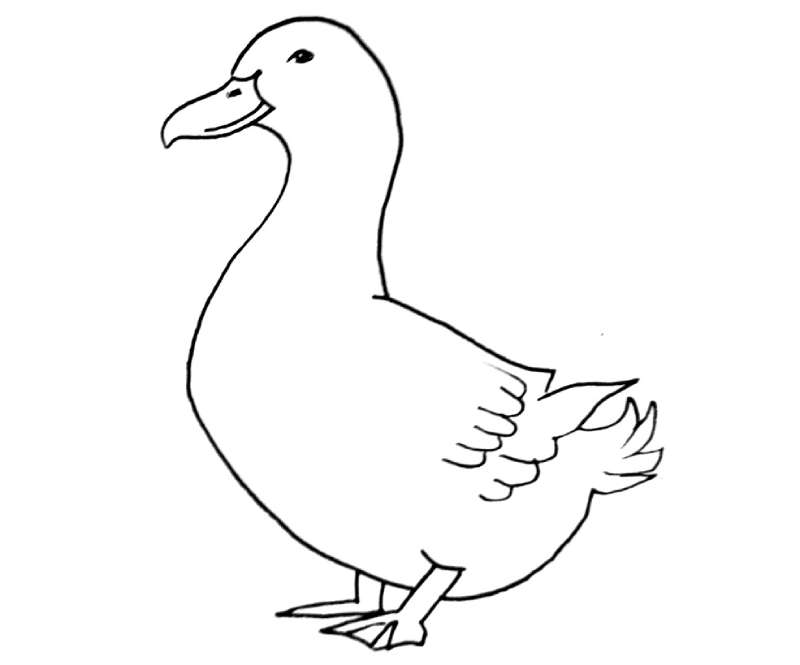 Mastering-Duck-Dynamics How To Draw A Duck: Tutorials To Learn From