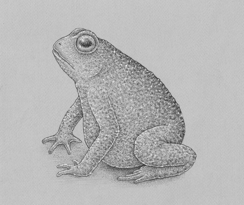 Mastering-the-Art_-How-to-Draw-a-Frog-Like-a-Pro How To Draw A Frog: Tutorials To Learn From