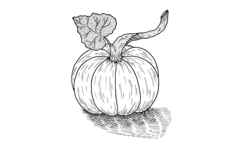 Mastering-the-Pumpkin-Sketch-1 How To Draw A Pumpkin: Tutorials To Learn From
