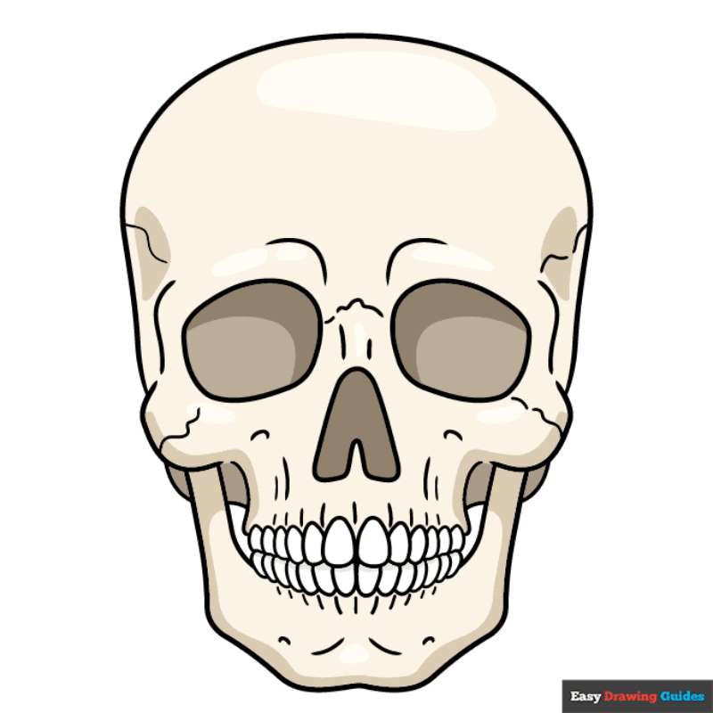 Mastering-the-Realistic-Skull How To Draw A Skull: Tutorials To Learn From