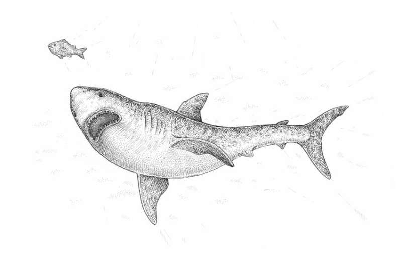 Monochrome-Magic_-Drawing-Sharks-with-Pencil How To Draw A Shark: Tutorials To Learn From