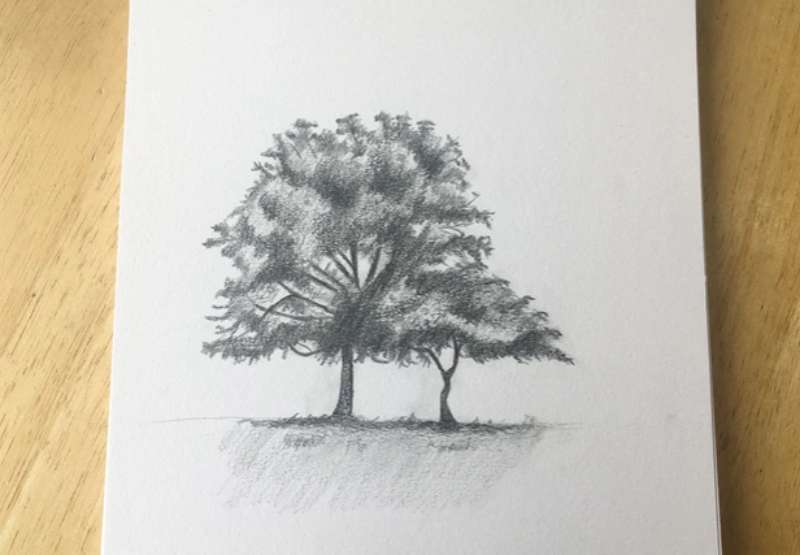 Natures-Sketchbook_-Tree-Drawing-Tips How To Draw A Tree: Tutorials To Learn From