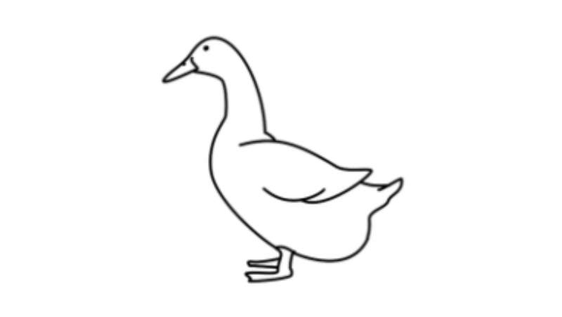 Quick-Draw-Duck How To Draw A Duck: Tutorials To Learn From
