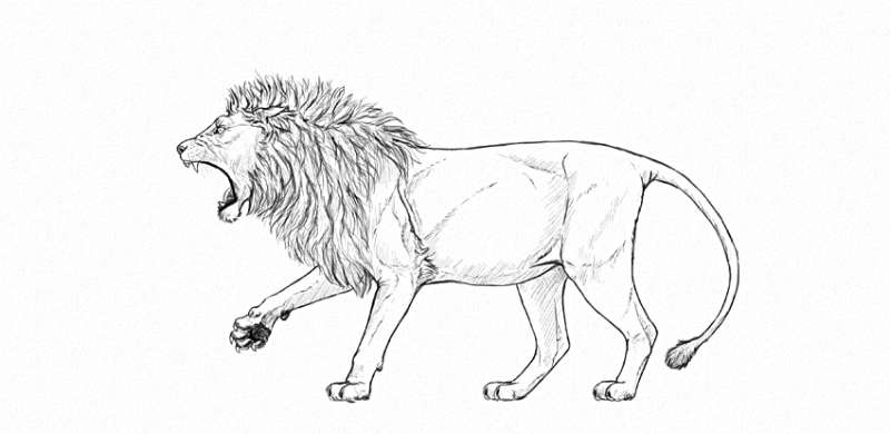 Roar-Lion-Drawing-Amplified How To Draw A Lion: Tutorials To Learn From