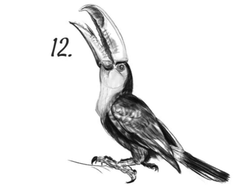 Sketch-A-Bird_-The-Basics How To Draw A Bird: Tutorials To Learn From