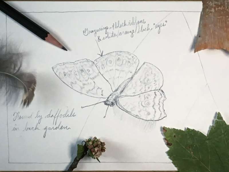 Sketching-Butterflies_-The-Chill-Guide How To Draw A Butterfly: Tutorials To Learn From