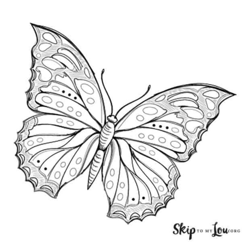Sketching-Butterflies_-The-No-Fuss-Way How To Draw A Butterfly: Tutorials To Learn From
