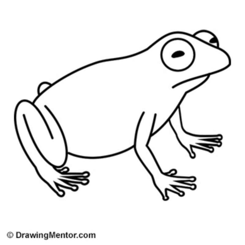 Sketching-Frogs-in-Dynamic-Poses How To Draw A Frog: Tutorials To Learn From