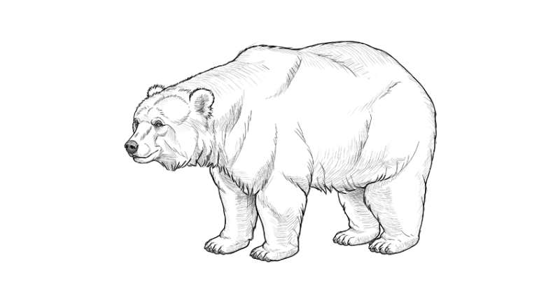 Sketching-Out-the-Basics How To Draw A Bear: Tutorials To Learn From