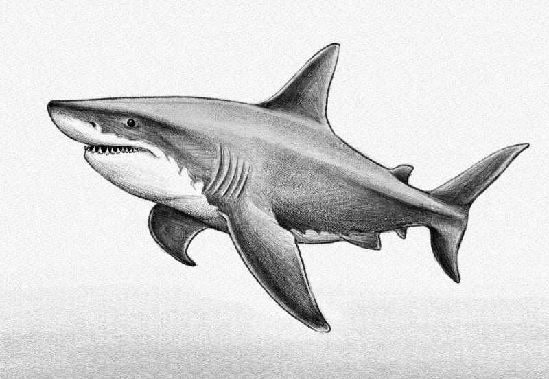 Sketching-Out-the-Seas-Apex-Predator_-The-Shark How To Draw A Shark: Tutorials To Learn From