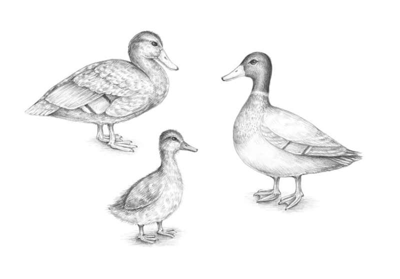 Sketching-a-Duck-that-Screams-Realism How To Draw A Duck: Tutorials To Learn From