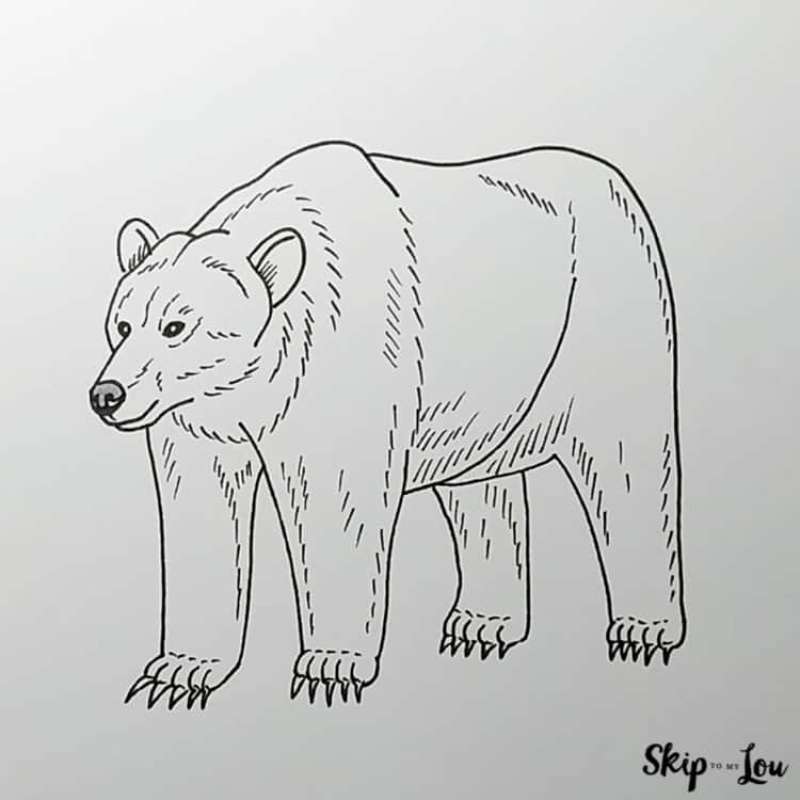 Sketching-the-Bear-Basics How To Draw A Bear: Tutorials To Learn From