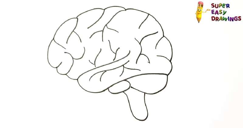 Cartoon Brain Coloring Page | Easy Drawing Guides