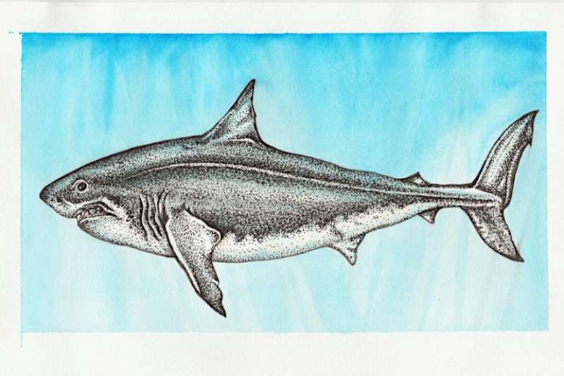 Sketching-the-Deep-Blues-Star_-The-Shark How To Draw A Shark: Tutorials To Learn From