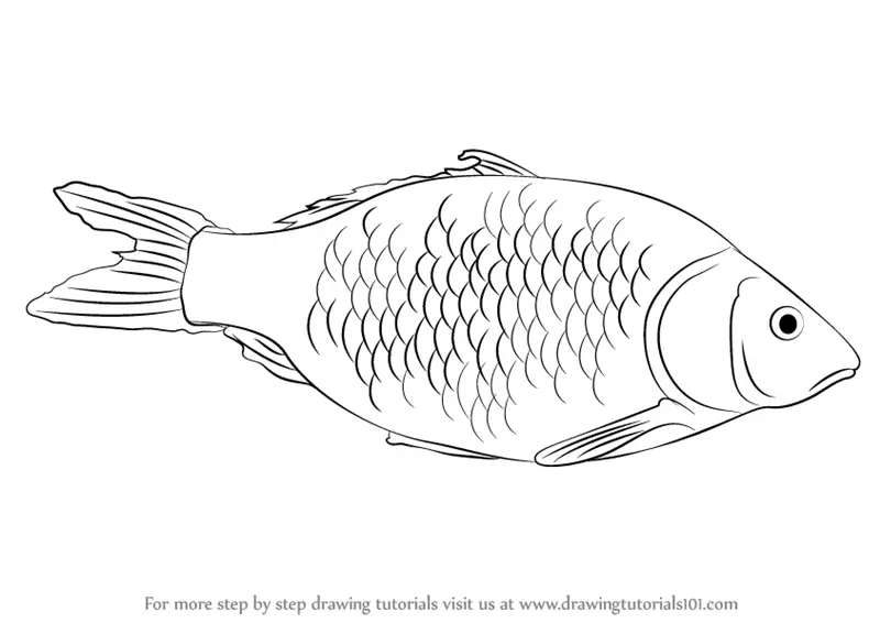 Sketching-the-Seas-Finest_-Fish-Edition How To Draw A Fish: Tutorials To Learn From