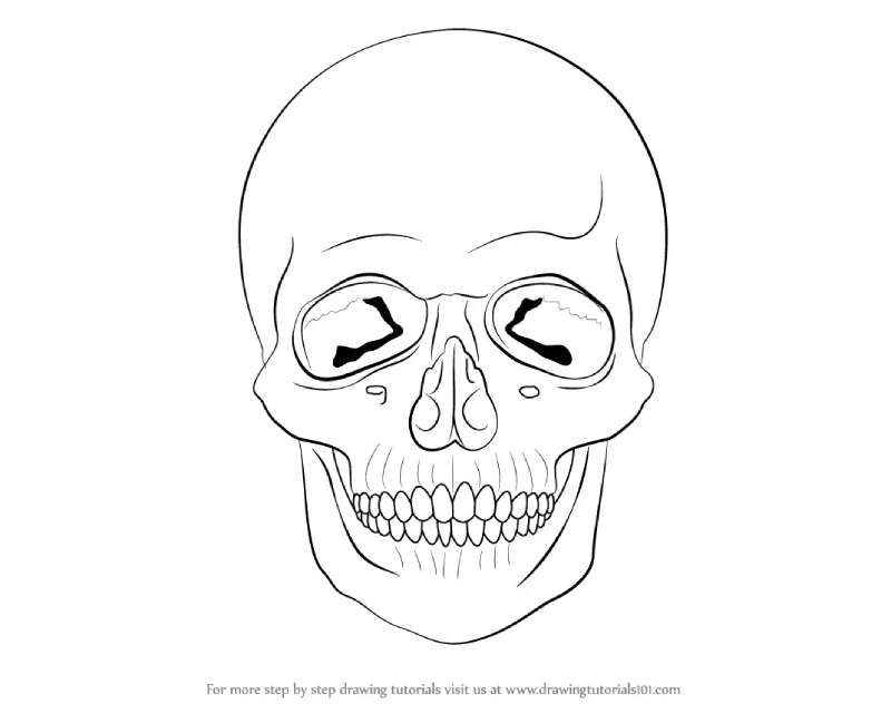 The-Basics-of-Skull-Sketching How To Draw A Skull: Tutorials To Learn From