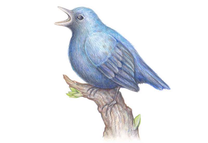 The-Bird-Drawing-Manual_-Art-in-the-Skies How To Draw A Bird: Tutorials To Learn From