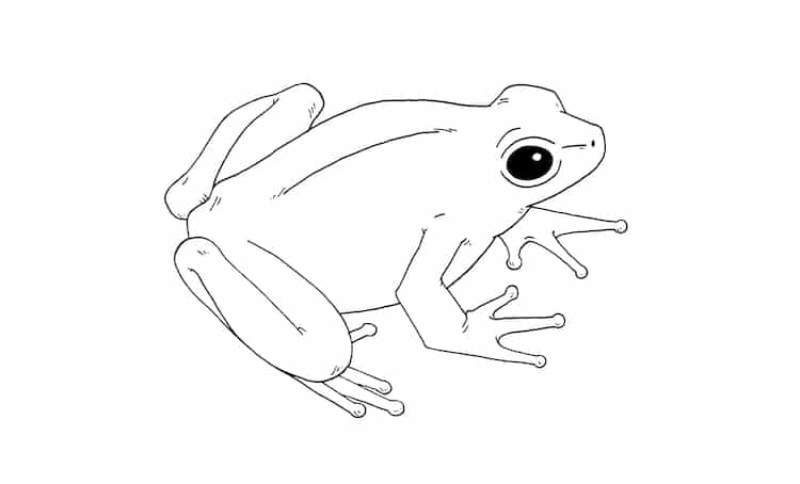 Unleashing-the-Frog-Artist-Within How To Draw A Frog: Tutorials To Learn From