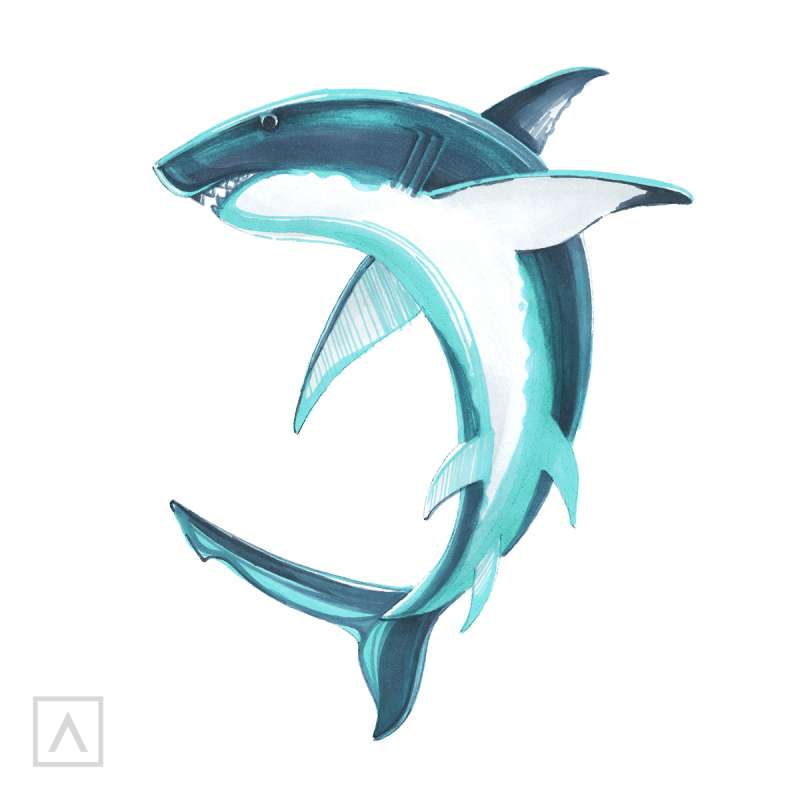Unleashing-the-Shark-Within How To Draw A Shark: Tutorials To Learn From