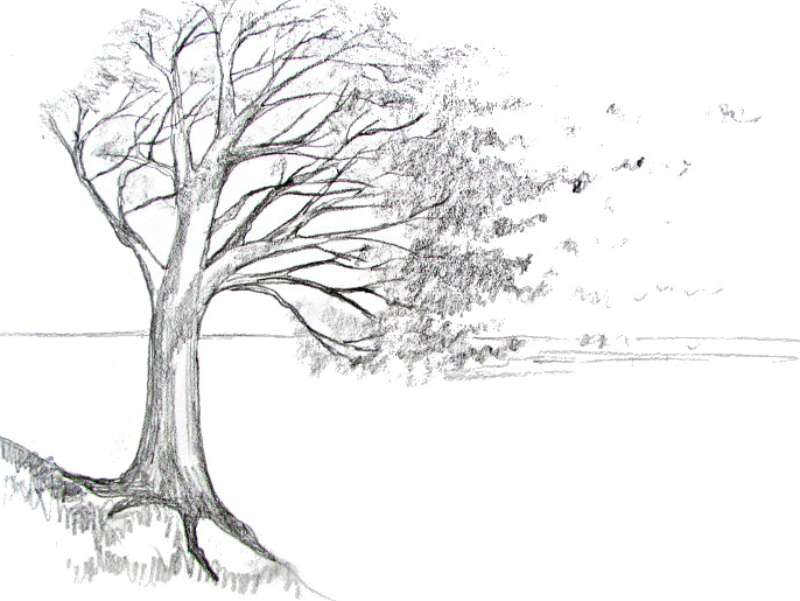how-to-draw-a-tree How To Draw A Tree: Tutorials To Learn From
