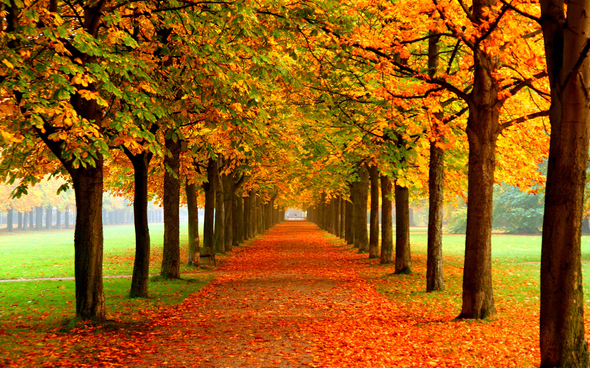 fall autumn background