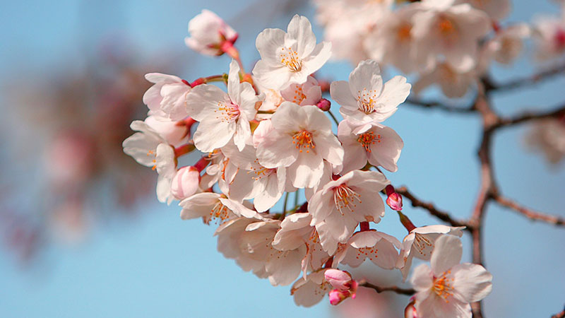 pink cherry blossom in close up photography iPhone Wallpapers Free Download