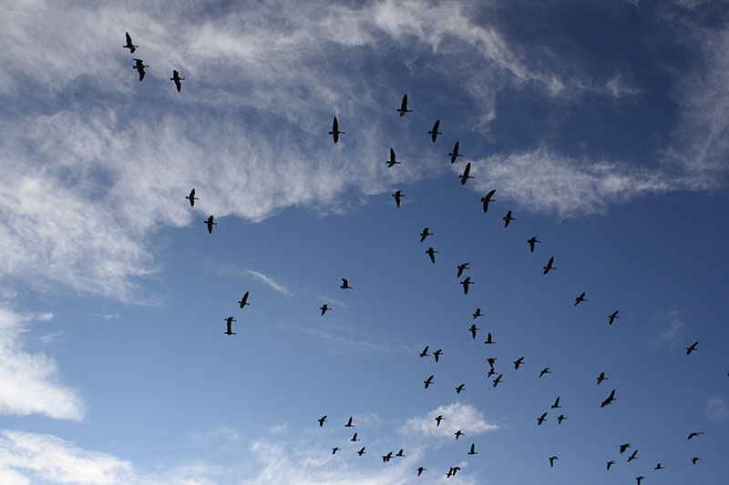 geese-flying-in-the-sky The coolest sky wallpaper images for your desktop background