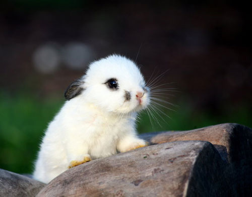 cute furry rabbit kitty photography