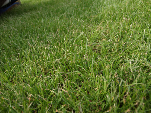unity 3d grass texture free download